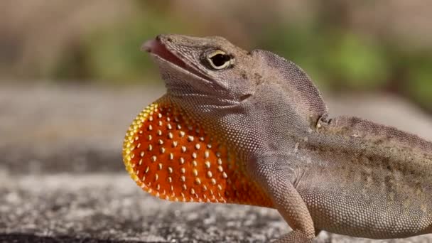 Lento Movimento Close Brown Anole Lizard Inflando Sua Dewlap — Vídeo de Stock