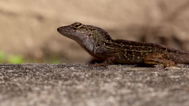 Brown Anole Lizard Olhando Redor — Vídeo de Stock