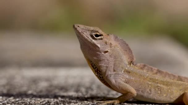 Close Brown Anole Lizard Inflando Sua Dewlap — Vídeo de Stock