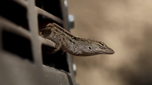 Close Brown Anole Lizard Inflando Sua Dewlap Enquanto Unit Vent — Vídeo de Stock
