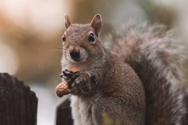Şirin Sincap Ahşap Çitte Fıstık Beyazı Tutuyor