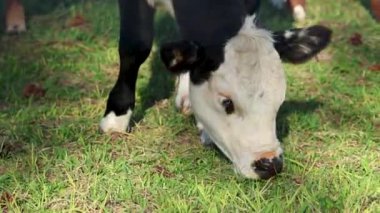Genç Siyah ve Beyaz İnek Otlanıyor: Ön Yakından Bakış.