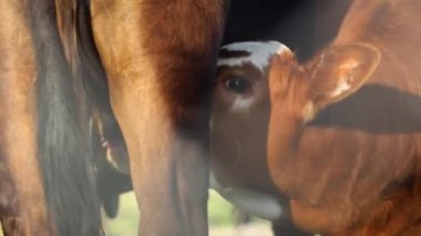 Emziren Jersey İnek Yavrusu 'nun Yakın Çekimi