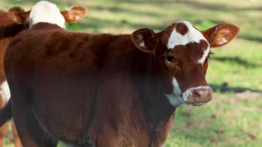 Sevimli Kahverengi ve Beyaz Bebek Jersey İnek Kameraya bakıyor