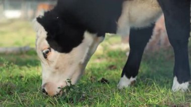 Genç Siyah ve Beyaz İnek Otlanıyor: Yan Görünüm Yakından.