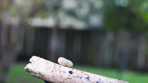 Blue Jay Landing Branch Grabs Peanut Swiftly Takes Flight — Stock Video