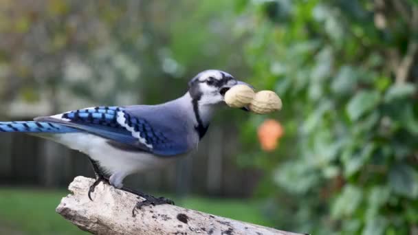 Blue Jay Landing Branch Grahbing Peanut Taking Flight — стоковое видео