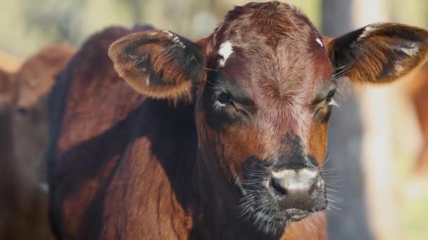Gros Plan Adorable Veau Brun Vache — Video
