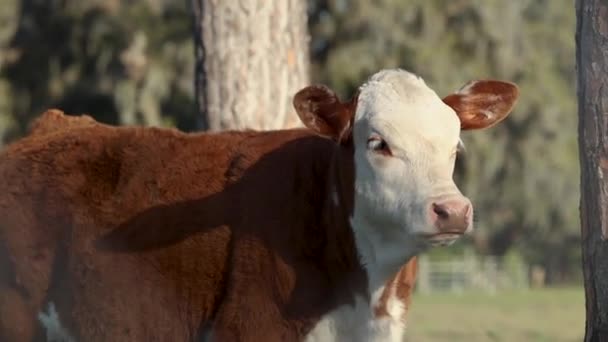 Brown Branco Bebê Jersey Vaca Bezerro Perdido Pensamento — Vídeo de Stock