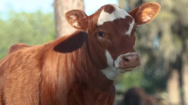 Adorable Gros Plan Jersey Veau Vache Regarde Caméra Puis Shyly — Video