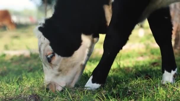 Jeune Vache Noire Blanche Broutant Sur Herbe Gros Plan — Video