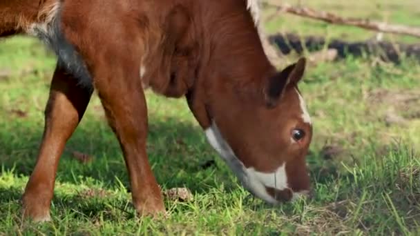 年轻的棕色奶牛在草丛上吃草 然后在相机前偷窥 — 图库视频影像