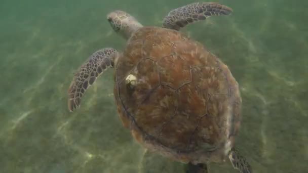Onderwater Beelden Van Florida Zeeschildpad Met Grote Barnacle Zwemmen — Stockvideo
