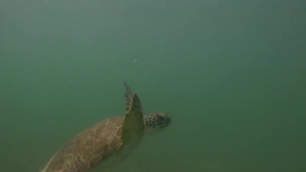 Side View Florida Sea Turtle Swimming Underwater Surfaces Air — Stok Video