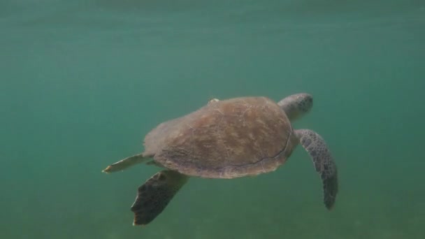 Unterwasseraufnahmen Der Florida Meeresschildkröte Mit Großen Seeschildkröten Beim Schwimmen Auftauchen — Stockvideo