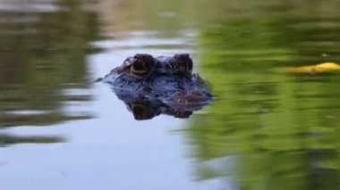 Küçük Timsah 'ın Murky Florida Suları' na batışının yakın plan görüntüsü