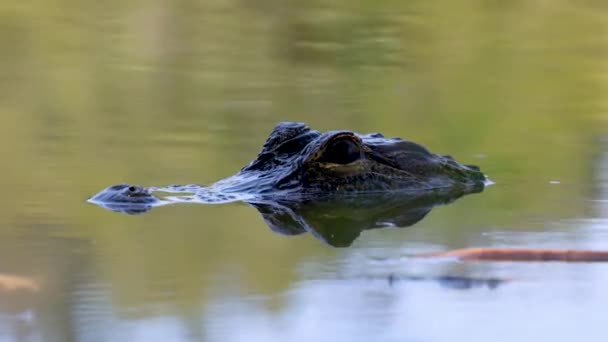 Close Small Alligator Slowly Submerging Murky Water Florida — Stock Video