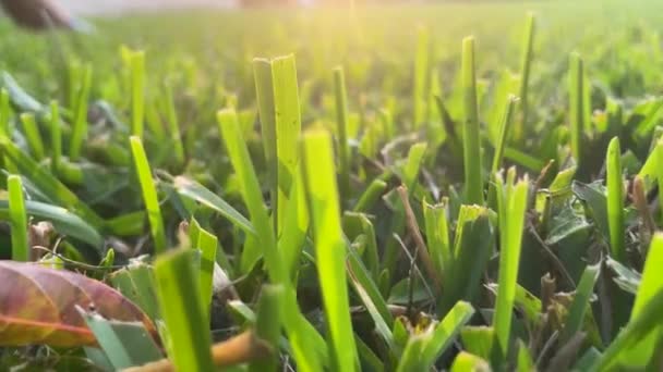 在温暖的晨光中 摄象机在充满活力的绿色后院草上移动的特写镜头 — 图库视频影像