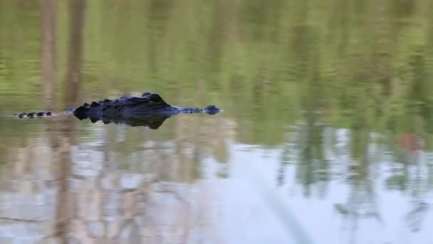 Částečně Ponořený Krokodýl Točivý Plavání Přímo Kameře — Stock video