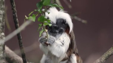 Dal Yeme üzerine Enerjik Pamuk-Top Tamarin (Saguinus oedipus)