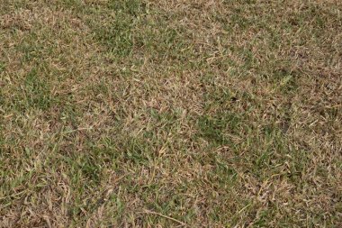 Kurumuş sarı bir avlunun tam çerçeve resmi