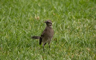 Ağzında böcek olan sevimli bir kuş.