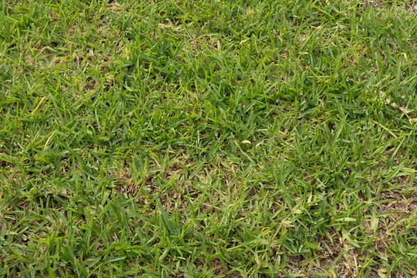 Yeşil bir yardanın yakın plan görüntüsü