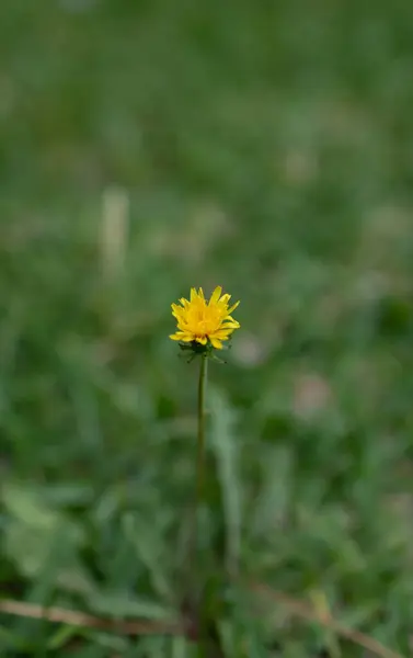 Bahçedeki sarı karahindiba bir açıdan görünüyor.