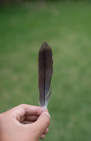 Hand holding a dark feather with a garden background