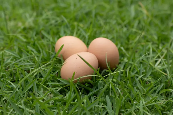 Bahçede bir açıdan bakan üç yumurta.