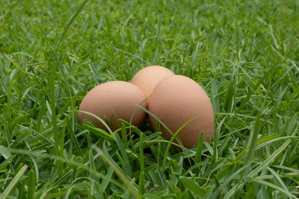 Bahçede bir açıdan bakan üç yumurta.