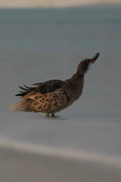 Şirin ördek gölün üzerinde sudan sallanıyor.