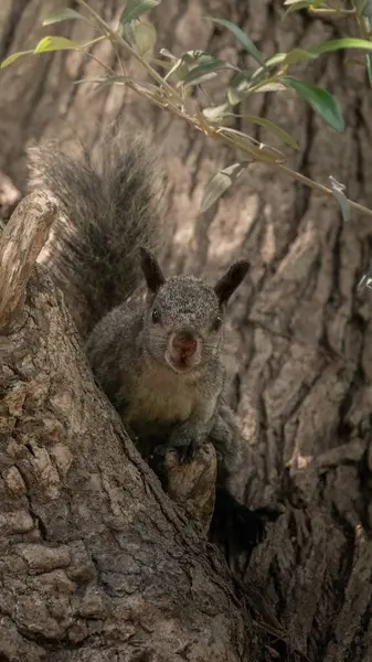 Parktaki bir ağaçta saklı sincap.