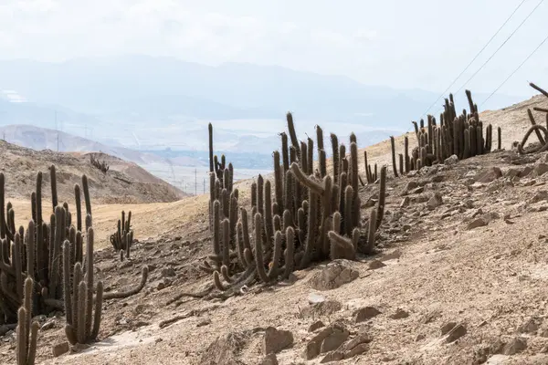 Dağlık bir geçmişi olan bir çölde kaktüs.