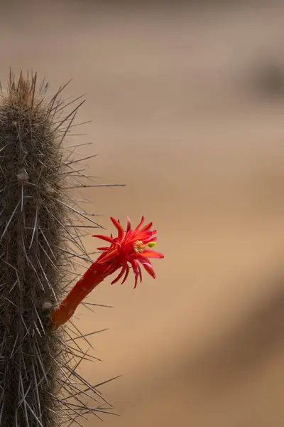 Red flower on a cactus with a blurry desert background