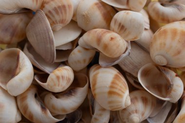 Birçok istiflenmiş beyaz deniz kabuğunun yakın plan görüntüsü