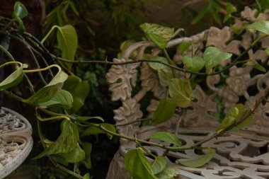 Yeşil yapraklı yeşil sarmaşıklar kırsal beyaz bir sandalyenin üzerinde oturuyorlar.