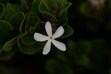 Arka plan olarak koyu yapraklı beyaz bir Natal erik çiçeğinin makro yakın çekimi