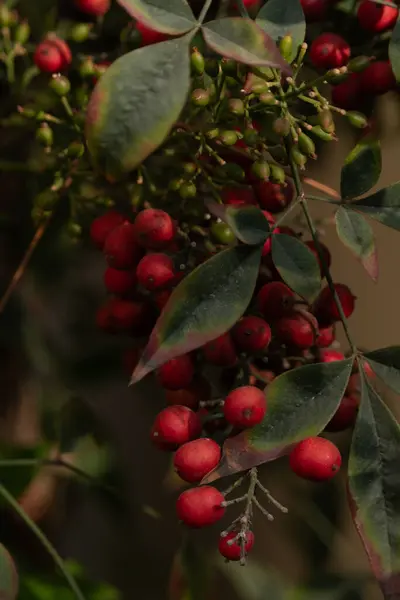 Koyu yeşil yapraklı bir daldan sarkan kırmızı böğürtlenler.