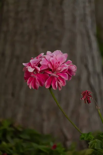 Tek bir narin sardunya pembesi çiçek dallardan sağlıklı yapraklarla çiçek açıyor ve bir sürü yeşil bitki ve bitki ve arka plan olarak kahverengi ağaç kabuğu.