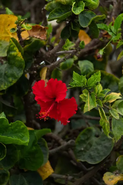Tek bir narin kırmızı çiçek dallardan sağlıklı yapraklarla ve bir sürü yeşil ve sarı bitki ve bitki örtüsüyle çiçek açıyor.