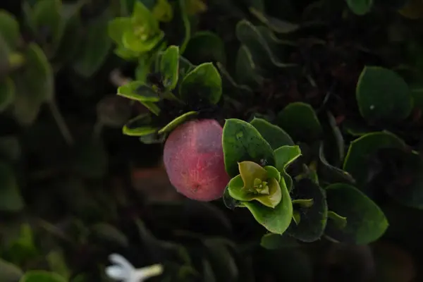 Tek bir menekşe, pembe ve kırmızı böğürtlen koyu yeşil bitki örtüsüyle çevrili.