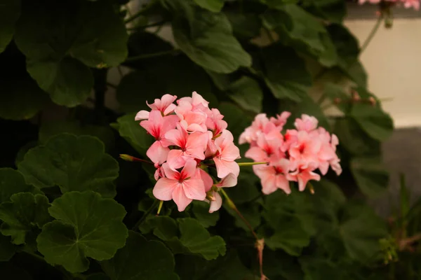 Dallardan açan narin pembe çiçekler sağlıklı yapraklar ve bir sürü yeşil bitki ve bitki.