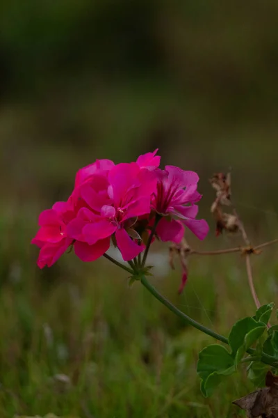 Tek bir narin pembe çiçek dallardan sağlıklı yapraklar, yeşil bitkiler ve bitki örtüleriyle çiçek açıyor.