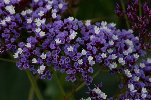 Bulanık yeşil çalılı, küçük beyaz ve mor çiçeklerin makro yakın plan çekimi.