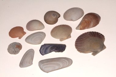 Düz beyaz arka planda çok renkli deniz kabukları