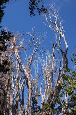 Dikey fotoğraf, Arjantin 'in Bosque los Arrayanes şehrinde açık mavi gökyüzünün önünde birkaç yaprakla kuru ağaç dallarına bakıyor.