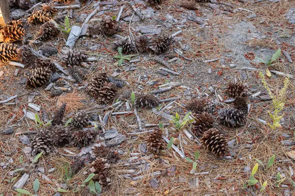 Çam kozalağı tohumları ağaçların üzerinde, devrilmiş ağaç dalları ve ağaç kabuklarıyla dolu.
