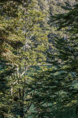 Ormanın ortasında, ağaçlar ve dallarla çevrili yeşil bir gölün ormanına büyüleyici bir bakış açısı.