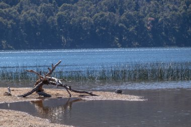 Arjantin, Lago Falkner 'da kumlu ve ağaçlarla dolu bir ormanlık alanda büyüyen mavi bir gölün izole edilmiş manzarası.